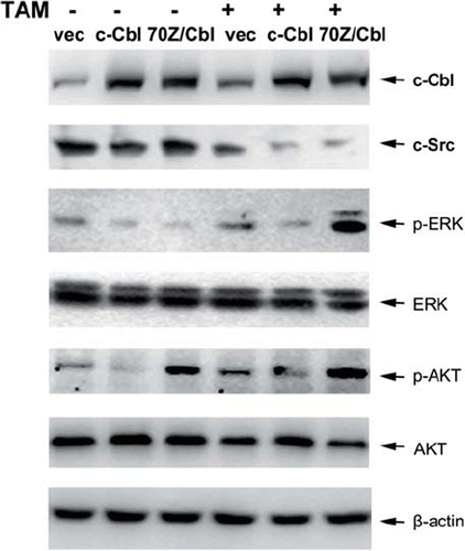 Figure 4. Effect of c-Cbl on the survival signals. Cells were transiently transfected with plasmids encoding Vec, c-Cbl or 70Z/Cbl, and then the cells were untreated, or treated with 25 μM TAM for 6 h. Then, the changes of c-Src, and the activities of ERK and AKT were analyzed by Western blotting.