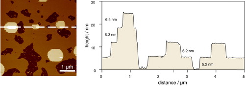 Figure 5.  Tapping mode AFM image taken under fluid of multiple bilayers of 1:1:1 DOPC:SM:chol on mica highlighting the influence of the substrate on the thickness of the first bilayer. Note that there is no phase separation in this case because at the temperature of the experiment the system is in a single lo phase. Thicknesses of bilayers, shown on the right, range from 5.2±0.1 nm adjacent to the mica, to 6.2±0.1 nm, 6.3±0.1 nm, and 6.4±0.1 nm for the subsequent bilayers (unpublished observations: S. D. Connell & D. A. Smith). This figure is reproduced in colour in Molecular Membrane Biology online.