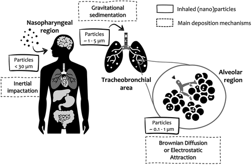 Figure 2. Inhaled particles: deposition mechanisms along the respiratory tract. This illustration was created including images obtained from SlidesCarnival (https://www.slidescarnival.com) CC by 4.0.