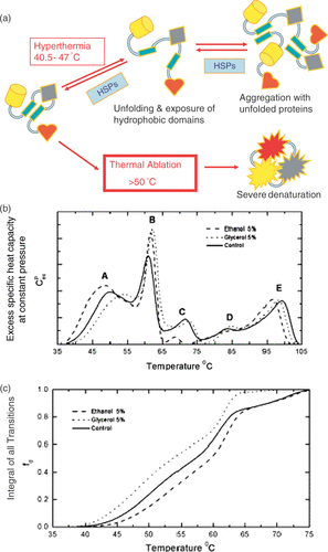 Figure 2. Thermal effects on protein folding. Panel A is an illustration of a model for protein unfolding under hyperthermic conditions, in contrast to the conditions that apply for thermal ablation. As part of the evidence for this model, Panel B shows differential scanning calorimetry data. The peaks represent endothermic transitions. (See text for additional evidence.) Panel C shows the integral of all the endothermic transitions. It can be seen that more than 60% of the endothermic cellular transitions occur in the thermal ablation temperature range 60–70°C. In contrast, less than 10% of the transitions have occurred in the hyperthermic range even for temperatures that reduce survival by 10−2 in less than 15 min Citation[14].