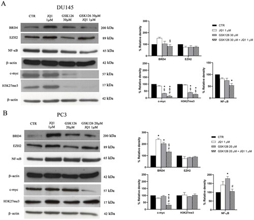 Figure 2. Effects of GSK126 and JQ1 combined treatment on EZH2, BRD4, and their molecular targets. BRD4, EZH2, NF-kB, c-myc, and H3K27me3 protein expression was evaluated by western blot analysis in DU145 (A) and PC3 (B) after 72h of treatment with GSK126 or JQ1 and with the two drugs in combination as indicated. β-actin was used as the loading control. Immunoreactive bands were quantified by densitometric analysis and normalised to β-actin signal. The normalised densitometric data reported in the bar graphs are expressed as percentage of the control and represent the mean ± SEM of three independent experiments. *Adjusted p < 0.05 indicates significant differences vs. CTR; § adjusted p < 0.05 indicates significant differences vs. JQ1; # adjusted p < 0.05 indicates significant differences vs. GSK126 (one-way ANOVA followed by multiple t-test with Bonferroni correction).