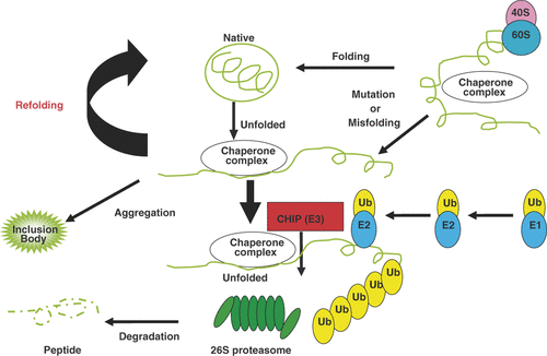 Figure 1. Diagram showing the roles of chaperones in folding of proteins and degradation of misfolded proteins. It has been suggested that a pathogenic process leads to formation of misfolded conformations of the target protein in neurodegenerative diseases. Correct protein folding is an essential biological process, and to achieve this, many proteins interact with molecular chaperones in the cellular environment. The Hsp70 class of molecular chaperones recognises the unfolded substrate early in the folding process, and maintains the polypeptide in the soluble conformation. To facilitate protein folding, Hsp70 interacts with its co-chaperones that regulate its chaperone activity. A major class of Hsp70 co-chaperone proteins is the Hsp40 family. Both Hsp70 and the Hsp40 family of chaperones have been shown to interact with the E3 ubiquitin ligases, particularly the quality-control E3 ligases, and are implicated in the biology of neurodegenerative disorders involving protein misfolding. Quality-control E3 ligases like CHIP could specifically target misfolded mutant disease proteins for proteasomal degradation and thereby could potentially slow disease progression.
