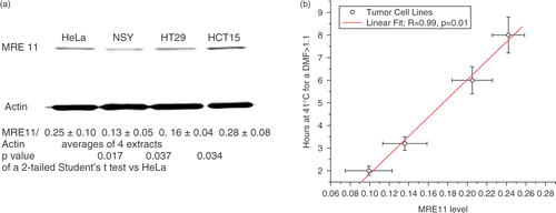 Figure 2. Whole cell MRE11 levels relate to the time at 41°C needed to induce a measurable TER. The MRE11/actin ratios as measured by western blots of whole cell lysates are significantly different between four human tumor cell lines by a Student's t-test (a). The ratios are the average of four blots of separate cell lysates. The p-values are the results of a Student's t-test vs. the ratios observed in HeLa cells. Regression analysis (b) suggests that MRE11 levels within a certain range affect the thermal dose required to induce measurable heat-induced radiosensitization (TER > 1.1) by moderate hyperthermia.