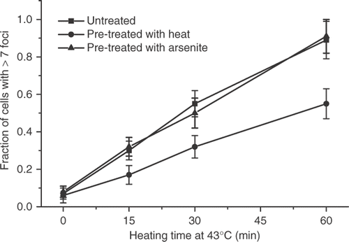 Figure 1. The effect of thermotolerance on the initial magnitude of the heat-induced γ-H2AX response. Untreated HA-1 cells (▪), HA-1 cells heated at 43°C for 30 min and allowed to recover at 37°C for 12 h (•) and HA-1 cells treated with 100 μM sodium arsenite for 1 h and allowed recover at 37°C for 6 h (▴) were heated for increasing times at 43°C, processed for immediately for immunofluorescence, and the number of γ-H2AX positive cells determined as described under Materials and methods.