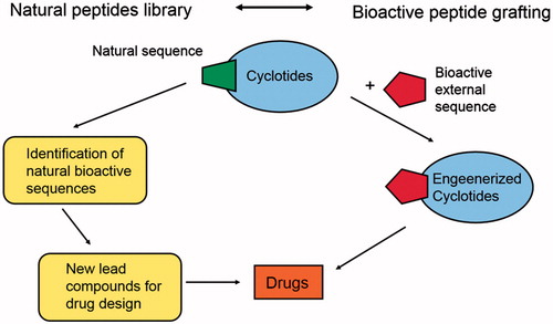Scheme 1. Schematic representation of the double use of cyclotides; on the right: natural sources of bioactive compounds; on the left: scaffold engineered bearing an external bioactive peptide sequence.