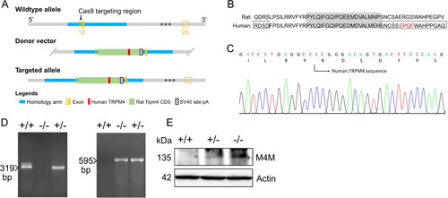 Figure 1. Generation and characterisation of the TRPM4 humanised KI rat model. (A) Schematic strategy for generating the KI rat model. (B) KI rat contains a human TRPM4 polypeptide to replace the corresponding rat sequences. The amino acid sequences used for generating M4M were circled with boxes. Filled grey box indicates the channel pore region. M4M binding epitope EPGF were highlighted in red. (C) DNA sequencing results on homozygous KI rats. (D) Genotyping of the WT (+/+), heterozygous (+/−) and homozygous (−/−) rats. (E) Western blot on brains from WT (+/+), heterozygous (+/−) and homozygous (−/−) rats using monoclonal antibody M4M that is specific for human TRPM4 [Citation10]. The Immunoblot was probed with anti-Actin antibody as the housekeeping protein.