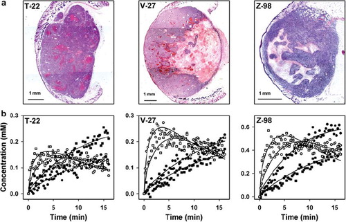 Figure 1. Histological images (a) and plots of Gd-DTPA concentration versus time for single voxels located in necrotic (●,■) or viable (○,□) tissue (b) of representative T-22, V-27, and Z-98 tumors.