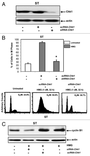 Figure 5. Effect of the knockdown of Chk1 on persistent mitotic arrest in HMG-treated ST8814 cells. (A) Forty-eight hours after transfected with scRNA- or siRNA-Chk1, Chk1 expression in ST8814 cells was analyzed by immunoblotting. The even loadings of total proteins were normalized by actin expression. (B) After the transfection of scRNA- or siRNA-Chk1 into ST6614 cells, ST8814 cells were treated with HMG for 32 h, cell cycle analysis was performed using a flow cytometer. The percentages of the cells accumulated in the G2 and M phases were plotted (left panel). The error bars represent SD from 5 independent experiments (n = 5, * P values < 0.05). The DNA profiles of the untreated or HMG–treated ST8814 cells transfected with either scRNA- or siRNA-Chk1 were presented in the right panels. (C) After knockdown of Chk1, cyclin B1 expression was examined by immunoblotting. The even loadings of total proteins were normalized by actin expression.