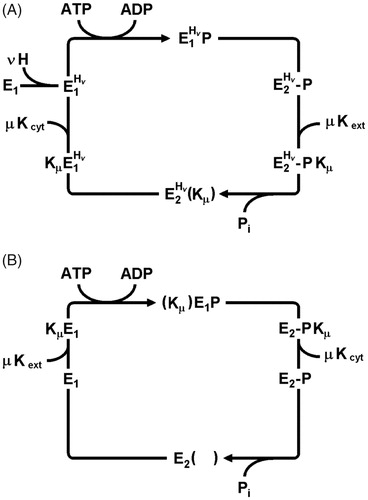 Figure 5. Conflicting Post-Albers reaction cycles based on functional and structural analyses of the KdpFABC complex. (A) Mechanism based on functional studies (Siebers & Altendorf, Citation1989; Damnjanovic & Apell, Citation2014b) that is in agreement with the “classical” cycle for P-type ATPases. In this case, K+ is imported in the dephosphorylating half cycle. These studies indicated that protons played an allosteric role during the transport cycle, but did not undergo transport across the membrane. (B) Mechanism based on structural studies (Haupt et al., Citation2004; Huang et al., Citation2017; Stock et al., Citation2018) in which K+ is transported in the phosphorylating half cycle.