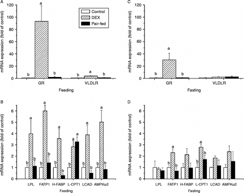 Figure 6.  Effect of vehicle (control), dexamethasone (DEX, daily subcutaneous injection of 2 mg/kg body weight for 3 days) or vehicle and pair-feeding (pair-fed) on mRNA expression in BF. mRNA levels from broiler chickens during feeding (A,B) and fasting (C,D). Values are means ± SE (n = 8). Different superscripts (a,b) indicate significant differences (P < 0.05) in the means, by ANOVA and Duncan's multiple test.