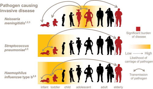 Figure 1. Simplified illustration of the pivotal role of adolescents in the epidemiology of meningococcal disease compared to other pathogens that also cause invasive disease [Citation25,Citation28,Citation31,Citation32,Citation42,Citation43].The frequency of interactions between adolescents and other specific age groups may depend on factors including culture and social norms. This figure illustrates the potential of adolescents to transmit to all contacts, regardless of age. Grey arrows indicate transmission of pathogens.Image credit: Copyright: <a href = ‘http://www.123rf.com/profile_majivecka’>/123RF Stock Photo</a>; Image of woman: http://shutterstock.com/.
