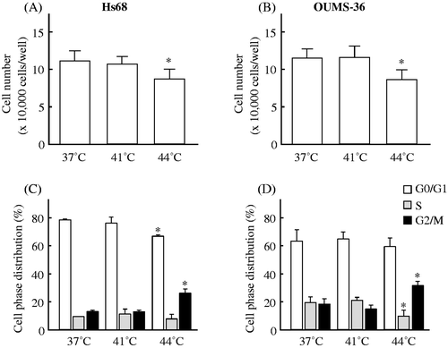 Figure 1. The effects of heat on cell viability and the cell cycle in two NHF cell lines, Hs68 and OUMS-36. Cells were exposed to MHT at 41°C for 30 min or HT at 44°C for 30 min. After heat treatment, the cells were incubated for 24 h at 37°C. The cell viability (A, B) and cell cycle (C, D) were measured. (A, C) Hs68 cells. (B, D) OUMS-36 cells. Data indicate the means ± SD for four different experiments. *P < 0.05 versus the control (37°C treatment).