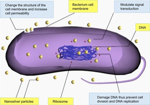 Figure 4 Antibacterial mechanism of nanosilver particles.Abbreviation: DNA, deoxyribonucleic acid.