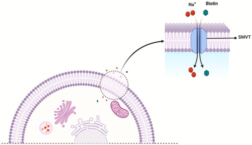 Figure 2. A proposed mechanism of SMVT-mediated uptake of biotin by a mammalian cell.