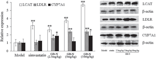 Figure 4.  Effects of simvastatin, GB-N (2.5, 5, 10 mg/kg) on level of lecithin cholesterol acyltransferase (LCAT), low-density lipoprotein receptor (LDLR) and CYP7A1 protein expression determined by western blot. Compared with model group, *p < 0.05, **p < 0.01.