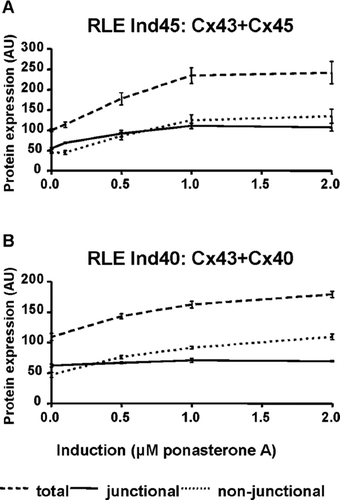 Figure 4 Quantitative analysis of immunoblots to determine total, nonjunctional and junctional connexins in transfected RLE cell lines. (A) In RLE Ind45 cells, total connexin levels are increased by a factor of 2.4 at maximum induction. However, junctional Cx43/Cx45 is increased only by a factor of 2. (B) In RLE Ind40 cells, total connexin levels are increased by a factor of 1.7 at maximum induction, but junctional Cx40/Cx43 remains constant. 100 AU is defined as the total amount of endogenous Cx43 in both cell lines in the noninduced state.