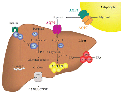Figure 2 Participation of AQP9 in hepatic gluconeogenesis and steatosis. During fasting, adipocytes induce glycerol release through AQP3 and AQP7 while hepatocytes favor glycerol uptake through AQP9. Glycerol is phosphorylated by GK to produce glycerol-3-phosphate, a precursor of gluconeogenesis and a direct source of glycerol-3-phosphate for de novo synthesis of triacylglycerols. Coordinated regulation of adipose and hepatic aquaglyceroporins is necessary to maintain a correct balance between fat accumulation, hepatic gluconeogenesis and steatosis. FFA, free fatty acids; GK, glycerol kinase; GLUT, glucose transporter; PC, pyruvate carboxylase; PEP, phosphoenolpyruvate; PEPCK, phosphoenolpyruvate carboxykinase; TAG, triacylglycerols.