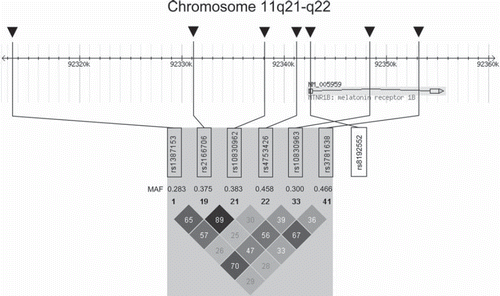 Figure 1. Genomic region of human chromosome 11 harbouring the MTNR1B gene locus and linkage disequilibrium (LD) data of representative single nucleotide polymorphisms (SNPs) within this region (HapMap data). The MTNR1B gene consists of 2 exons and spans 13,160 bases from nucleotide 92,342,437 to nucleotide 92,355,596. The locations of the genotyped representative SNPs are indicated by arrows. The HapMap minor allele frequencies (MAF) are given below the SNP numbers. The Haploview LD colour scheme ‘r-squared’ was chosen to visualize LD data. Within the diamonds, the r2 values are given. SNP rs8192552 (G24E) is not covered by the HapMap data and was added, therefore, on the right side of the diamonds. No linkage data are available for this SNP.