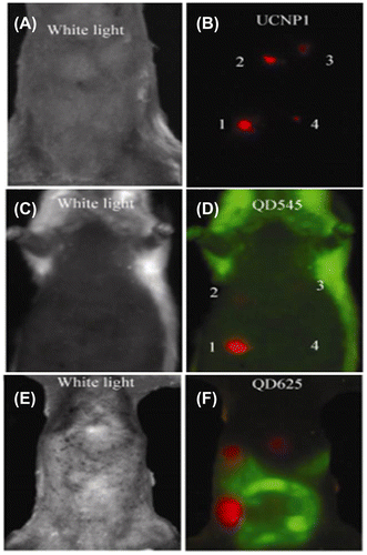 Figure 5. Comparison of imaging sensitivities between UCNPs and QDs: (A) white light image of a mouse subcutaneously injected with various concentrations of NaYF4:Er/Yb UCNPs. (B) in vivo UCL image of the injected mouse. (C) and (E) white light images of mice subcutaneously injected with QDs; spectrally resolved fluorescence images of QD545 injected mouse (D) and QD 625 injected mouse (F) 625 injected mouse (red and green colors represent QD fluorescence and autofluorescence, respectively). Reprinted with permission from [Citation121]. Copyright © 2010, Tsinghua University Press and Springer-Verlag Berlin Heidelberg.