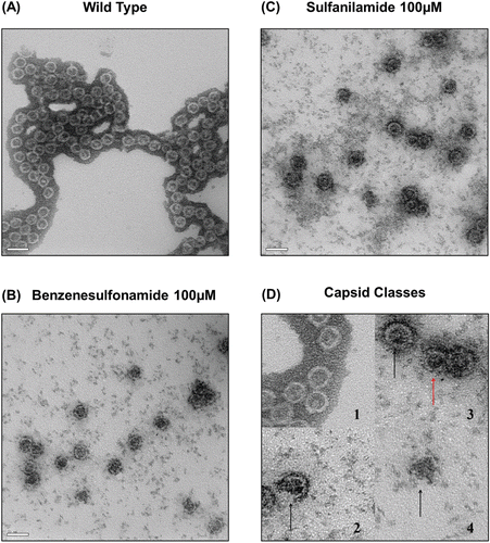 Figure 6.  Electron micrographs of assembled core particles. Electromicrographs of nontreated Cp149 and molecule-treated Cp149 capsids (Magnification: ×80,000). Assembled core particles were negatively stained with 2 % uranyl acetate. (A) Nontreated cp149 was assembled in reaction buffer (50 mM Hepes, 15 mM NaCl and 10 mM CaCl2 in pH 7.5). (B) and (C) Benzenesulfonamide-/sulfanilamide-treated cp149 core was assembled in reaction buffer. (B) Benzenesulfonamide, (C) Sulfanilamide. (D) Types of capsids are described. 1: Normal capsids. Black outer masses are considered to be uranyl acetate remnants. 2: Broken capsid. The arrow indicates a broken site. 3: Small capsid (expected to be T = 3 capsid). Red arrow indicates small capsid, which is relatively smaller than the normal capsid indicated by black arrows. 4: Aggregate. The arrow indicates Cp aggregate.