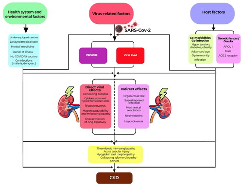 Figure 1. Kidney damage associated with COVID-19: from the acute to the chronic phase.