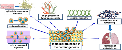 Figure 3 Multidirectional role of MMPs in carcinogenesis.