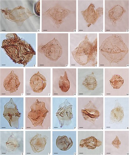 Figure 3. Micrographs of selected dinoflagellate cysts identified in the samples from the Kullemölla 1 drill core. A. Muderongia sp., 614_S202689_S45. B. Muderongia simplex, 637.5_W38. C. Vesperopsis nebulosa, 610.95_M41-3. D. Muderongia sp., 610.95_M41-3. E. Cribroperidinium muderongense, 598_S202703_U36-1. F. Cribroperidinium tenuiceras, 637.5_T29-4. G. Cribroperidinium confossum, 640_O28-4. H. Palaeoperidinium cretaceum, 616_S202711_J27-4. I. Apteodinium sp., 616_S202711_K29. J. Apteodinium granulatum_610.95_L9-4. K. Pareodinia sp., 640_Q15-4. L. Gonyaulacysta sp., 614_S202689_M23-1. M. Leptodinium sp., 637.5_W21-4. N. Chatangiella granulifera, 614_S202689_F17-3. O. Chatangiella sp., 637.5_J32. P. Chatangiella spectabilis, 614_S202689_G25-2. Q. Spinidinium sp., 610.95_D20. R. Endoceratium sp., 592_S202484_U17-4. S, Alterbidinium sp., 590_S202719_H12. T, Trichodinium castanea, 590_S202719_E29. U. Batiacasphaera sp., 614_S202689_D21-1. V. Stephodinium coronatum, 614_S202689_M19-3. W. Dinogymnium sp., 610.95_J14-2. Scale bars = 10 μm.