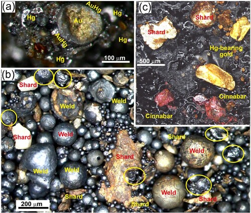 Figure 10. Anthropogenic artefacts in heavy mineral concentrates extracted from Southland fluvial gold paleoplacer deposits. (a) Gold toroid (Au) from Round Hill mine that passed through Hg amalgamation off the site, and has minor Hg coating on rim (AuHg). Residual Hg droplets on other particles are in background. (b) Magnetic concentrate from Waikaka (Figure 1a), showing abundant anthropogenic Cr-bearing steel fragments. The predominant spherical fragments were derived from welding (Weld) and related construction activities. Angular shards were torn from steel machinery that was used in extraction of sediments. Some minor natural detrital magnetite and chromite particles are circled. (c) SEM sample mount of particles from Waikaia (Figure 1a). Two shards of anthropogenic Cr-bearing steel (top) are partly coated in brown Fe oxyhydroxide that was disrupted during mounting. Detrital cinnabar (red, bottom) also has fine particles that were shed during the mounting procedure.