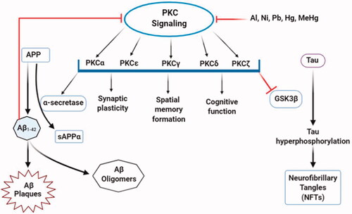 Figure 5. Alterations in PKC signalling by neurotoxicants. PKC signalling is associated with multiple functions, including the formation of sAPPα and inhibition of GSK-3β that decreases Aβ production and tau hyperphosphorylation. At the same time, some neurotoxic agents (Al, Pb, Ni, Hg, MeHg) interfere with PKC enzyme expressions and activities that alter normal PKC signalling. This, in turn, enhances Aβ1–42 production and directly affects PKC signalling.