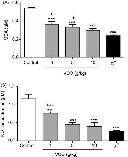 Figure 5. Effects of VCO on oxidative stress in rat brain. The oxidative stress in rat brain was determined: (A) MDA and (B) NO. Each bar represents mean ± SEM of n = 6. *p < 0.05, **p < 0.01, ***p < 0.001 when compared to control; + p < 0.05, ++p < 0.01, +++p < 0.001 when compared to αT.