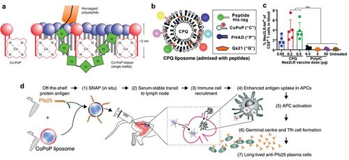 Figure 8. Surface displaying of His-tagged peptide antigen with CoPoP/PHAD/QS21 liposomes as an anti-cancer vaccine. a) His-tagged polypeptides insert into lipid bilayer by binding with CoPoP [Citation104]. b) His-tagged peptide displayed on CoPoP/PHAD/QS21 liposome via coordination with CoPoP lipid [Citation108]. c) Nes2LR captured on liposome CoPoP/PHAD/QS21 induced Nes2LR specific CD8 T cells while Nes2LR adjuvanted with PolyIC is low in immunogenicity [Citation108]. d) schematic of liposomal malaria vaccine immunization based on His-tagged Psf25 protein antigen and CoPoP liposome [Citation107]. Used with permission from Nature, copyright 2015; BMJ, copyright 2021; Springer Nature, copyright 2018.