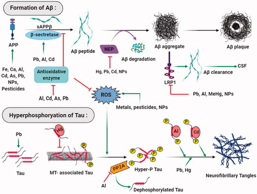 Figure 2. Major neurotoxicants at the onset and progression of Alzheimer’s disease. The abnormal build-up of amyloid-beta protein that generates amyloid plaques and hyperphosphorylated tau protein that forms neurofibrillary tangles in and around neurons are apparent at the onset of Alzheimer’s disease. Multiple neurotoxicants such as metals, pesticides, and nanoparticles have been found to augment the formation of Aβ aggregates and NFTs through different mechanisms. These neurotoxicants produce oxidative stress in neurons that trigger Aβ peptide formation and hyperphosphorylate tau protein. Neurotoxicants stabilise APP expression and β- secretase enzyme activities; on the other hand, they disrupt the functions of antioxidant enzymes, Aβ degrading proteins, and receptors that result in amyloid plaque formation. Neurotoxicants bind with tau, dissociate them from microtubules and increase their hyperphosphorylation. Enzymes that dephosphorylate tau protein are also inhibited by neurotoxicants that ultimately leads to the formation of neurofibrillary tangles.