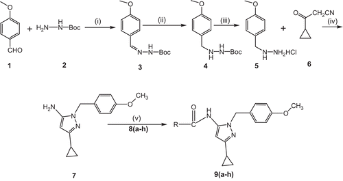 Scheme 1.  Synthesis of compounds 9(a–h). Reactions and reagent conditions: (i) EtOH/r.t, 2–3 h; (ii) 10% Pd/C/H2EtOAc, r.t, 3 h; (iii) dichloromethane, ether in HCl, 3 h; (iv) EtOH/EtCOONa, reflux 80°C, 2–3 h; (v) triethylamine, dichloromethane, 8(a–h), r.t, 4–5 h; where R-CO-Cl are: (8a) 3,5-dinitrobenzoyl chloride; (8b) 3-methoxybenzoyl chloride; (8c) 4-tert-butylbenzoyl chloride; (8d) 2,4-dichlorobenzoyl chloride; (8e) 4-chlorobenzoyl chloride; (8f) 3-bromobenzoyl chloride; (8g) 2,4-difluorobenzoyl chloride; (8h) benzoyl chloride.
