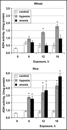 Figure 2 The influence of anoxia and hypoxia on ADH activity in isolated rice and wheat root tips. Stars show significant differences between experimental and control values.