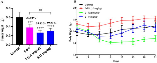 Figure 6. The effects of compound 2 (1 mg/kg, 2.5 mg/kg) and 5-FU (10 mg/kg) on the tumour weight and body weight of mice. (A) Compound 2 and 5-FU inhibited the growth of tumours in mice. ***p < 0.001, and ****p < 0.0001 compared with the control group, ##p < 0.01 when comparing the 5-FU group and high dose group of compound 2; (B) Body weight changes of mice during administration.
