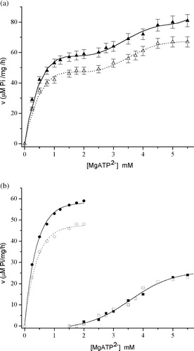 Figure 5 (a) The dependence of Mg2+-ATPase activity on MgATP2– in the absence (▴) and in the presence (Δ) of 15 μM ZnCl2. Symbols represent experimental points. (b) The Mg2+-ATPase theoretical kinetic curves (Mg2+-ATPase activity vs MgATP2 − concentration) of: “high affinity “Mg2+-ATPase subtype (○) in the absence of ZnCl2 (•) and in the presence of ZnCl2 (○); and “low affinity” Mg2+-ATPase subtype (squares) in the absence of ZnCl2 (▪) and in the presence of ZnCl2 (▪ or □).