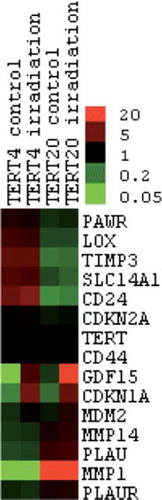 Figure 3. Heat map of the genes verified by q-RT-PCR. Clustering analysis was achieved with Gene Cluster 2.11 using Pearson's correlation and complete linkage and visualised with Java Treeview. Hierarchical clustering of the data with median centred genes and complete linkage; red is up-regulated and green is down-regulated compared to the mean of the individual gene's expression levels. The genes TERT and CDKN2A were included as controls with known expression patterns.