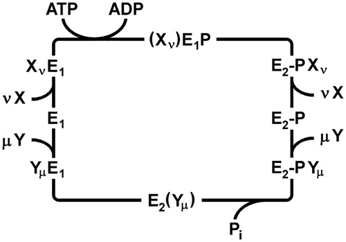 Figure 2. Generalized Post-Albers cycle for P-type ATPases. E1 and E2 represent conformations with ion-binding sites facing the cytoplasm and extracellular medium, respectively. X and Y are ionic species that are transported consecutively out of and into the cytoplasm with stoichiometries of ν and µ, respectively. (Xν)E1P, and E2(Yµ) represent occluded states in which the ions are bound within the membrane domain and are unable to exchange with either aqueous phase. E1P and E2P represent states in which a conserved catalytic aspartate residue is phosphorylated. In general, formation of this phospho-enzyme accompanies transport of the X ions out of the cytoplasm in the first half cycle, whereas dephosphorylation and transport of the Y ions into the cytoplasm occurs in the second half cycle.