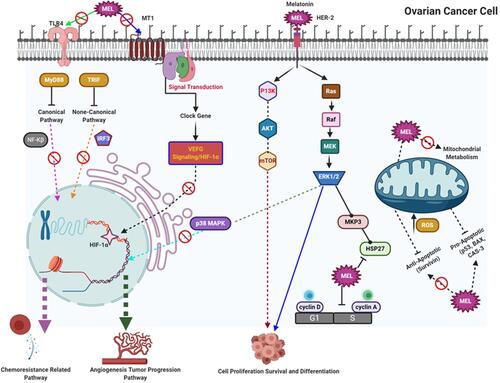 Figure 7 Molecular mechanism of anticancer activity of MLT on ovarian cancer.