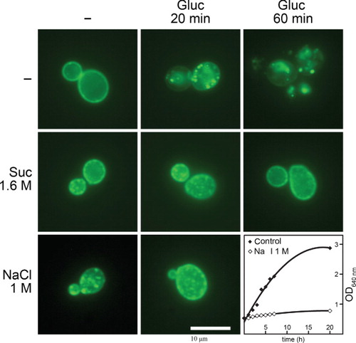 Figure 9. Hypertonic conditions elicit similar phenomena in S. cerevisiae as in A. nidulans. Epifluorescence microscopy images of a S. cerevisiae strain expressing a functional Jen1p-GFP chimeric transporter are shown. Jen1p-GFP is expressed uniformly in the plasma membrane under standard conditions of induction (–) but is rapidly internalized (20 min) and eventually degraded in the vacuole (60 min) upon addition of 1% glucose (Paiva et al. Citation2009). Hypertonic treatment (1.6 M sucrose or 1 M NaCl) for 1 min leads to the appearance of mostly cortical fluorescent patches and shows no evidence of internalization or degradation of Jen1p-GFP by glucose. The last panel shows the growth arrest elicited by addition of 1 M NaCl in the Jen1p-GFP strain at an OD640 nm of 0.5. For more technical details, see the Experimental section.