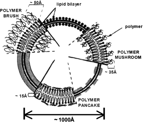 Figure 4. Schematic diagrams of poly-(ethylene glycol) (PEG) configuration regimes (mushroom, brush, and pancake) for polymer grafted to the surface of liposome bilayer (CitationLiu et al. 2011b).