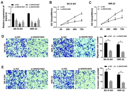 Figure 2 Silencing of SNHG16 suppressed proliferation, migration and invasion in NB cells. (A) The transfection efficiency of si-SNHG16#1, si-SNHG16#2 and si-SNHG16#3 in SK-N-SH and IMR-32 cells was determined by qRT-PCR. (B and C) The proliferation of SK-N-SH and IMR-32 cells transfected with si-SNHG16#2 was assessed with MTT assay. (D and E) The migration and invasion of SK-N-SH and IMR-32 cells transfected with si-SNHG16#2 was evaluated by transwell assay. *P<0.05.