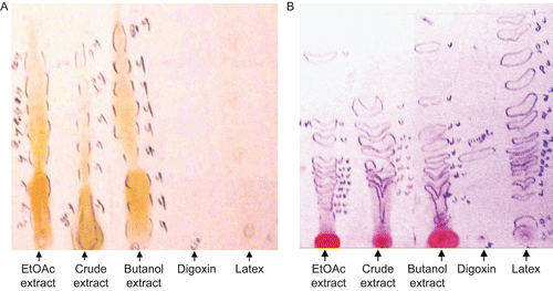 Figure 1.  TLC of (A) flavonoids and (B) cardiac glycosides of C. procera extracts, its latex, and digoxin.