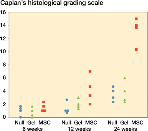 Figure 6. Qualitative histological evaluation by Caplan’s histological grading scale. The qualitative histological scores of the MSC group were significantly higher than those of the other 2 groups at 24 weeks (p < 0.05). There were no significant inter-observer differences in this histological grading.