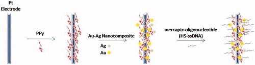 Figure 6. A layer of PPy film was electrodeposited on the platinum electrode surface, and then the Au–Ag nanocomposite was bonded directly onto the surface of PPy, which is a layer of polycation. Finally, mercapto oligonucleotide was self-assembled onto the Au–Ag nanocomposite surface.