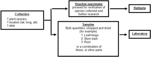 Figure 1.  Graphic representation of the difference between collections and samples. A collection is a single individual plant collected on a certain date in one locality. For every collection, two plant materials are gathered: (A) voucher herbarium specimens; (B) one or more bulk samples each composed of selected plant parts. The two types of plant materials are linked by a common tracking number.