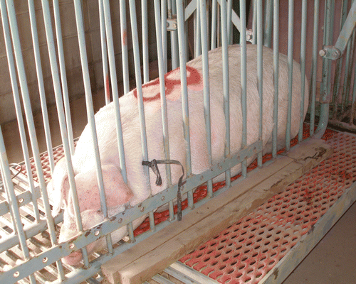 Figure 1.  Immobilization stress. The pigs were restrained by being enclosed in a steel cage for 60 min. Saliva samples were taken as described in the Materials and methods.