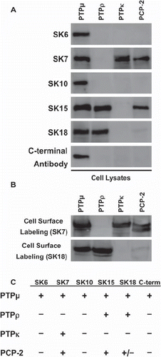 Figure 1. Cross-reactivity of PTPμ intracellular antibodies with other type IIb RPTPs. Sf9 cells infected to express the type IIb RPTPs subfamily members were lysed and analyzed by immunoblotting with the following anti-PTPμ cytoplasmic antibodies: SK6, SK7, SK10, SK15, SK18, and a C-terminal PTPμ antibody (A). Proteins expressed at the cell surface were isolated and immunoblotted with SK7 and SK18 (B). A summary of the cross-reactivity of the SK series of antibodies and the C-terminal PTPμ antibody with type IIb RPTP members is shown in (C).