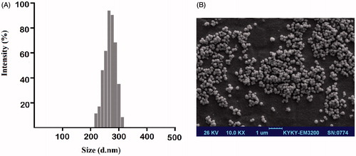 Figure 1. Size and morphology characterization of CurChr-PLGA/PEG NPs using (A) DLS and (B) FE-SEM. (A) The encapsulation efficiencies for Cur NPs, Chr NPs and CurChr NPs were 78.27, 83.5 and 67.45%, respectively. Moreover, loading capacities of these drug formulations in the same order were determined 12.6 ± 2.5 (%) 10.3 ± 3.2 (%) and 9.86 ± 2.1 (%), respectively. (B) NPs showed spherical shapes of ∼200.5 nm diameter with uniform distributions.