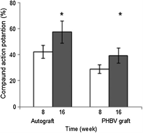 Figure 4. 8th (n = 18) and 16th (n = 12) weeks after surgery, electrophysiological assessments of autograph and PHBV graft group rats. *Statistical significance (p < 0.05).